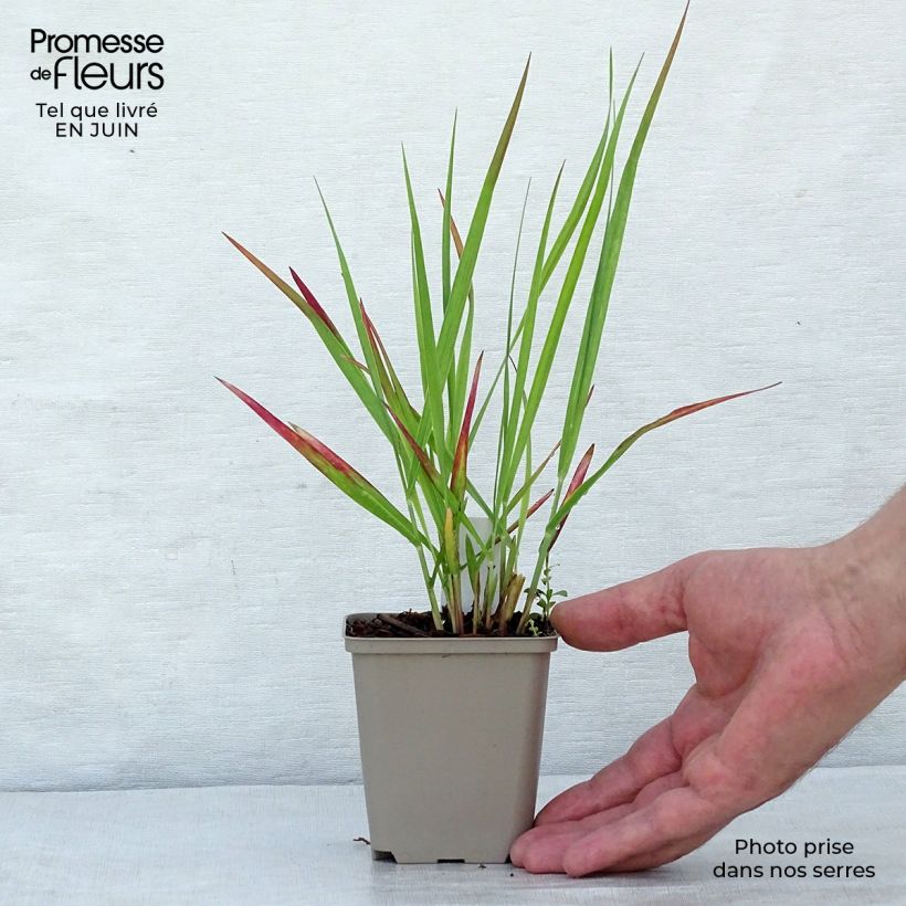 Panicum virgatum Hot Rod - Switchgrass 8/9 cm pot sample as delivered in summer