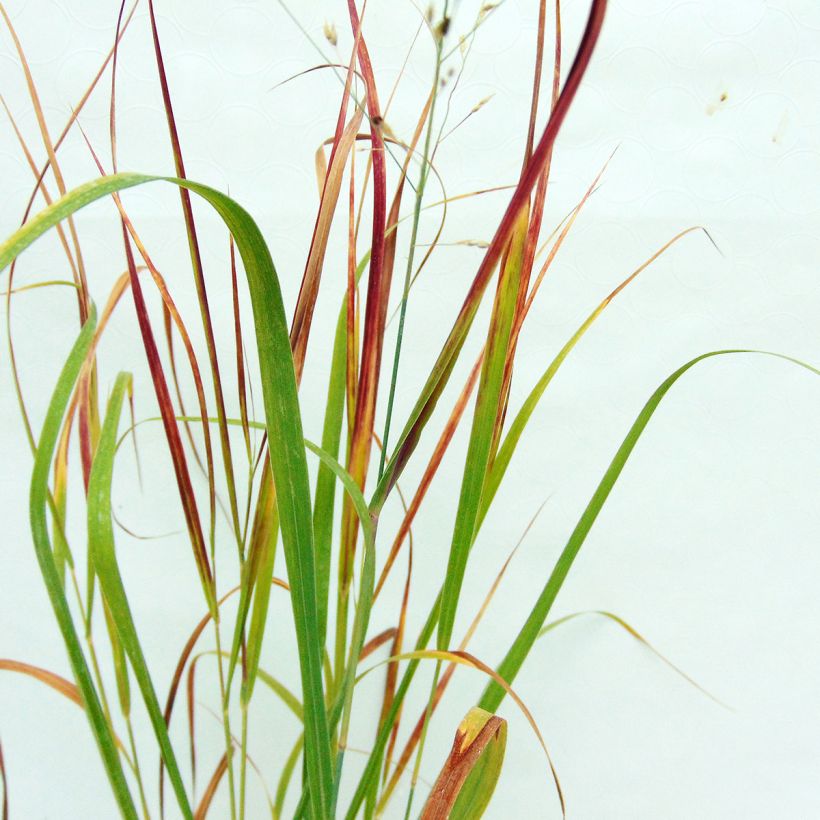 Panicum virgatum Kulsenmoor - Switchgrass (Foliage)