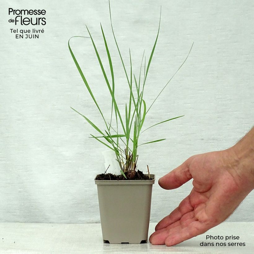 Panicum virgatum Prairie Sky - Switchgrass 8/9 cm pot sample as delivered in summer