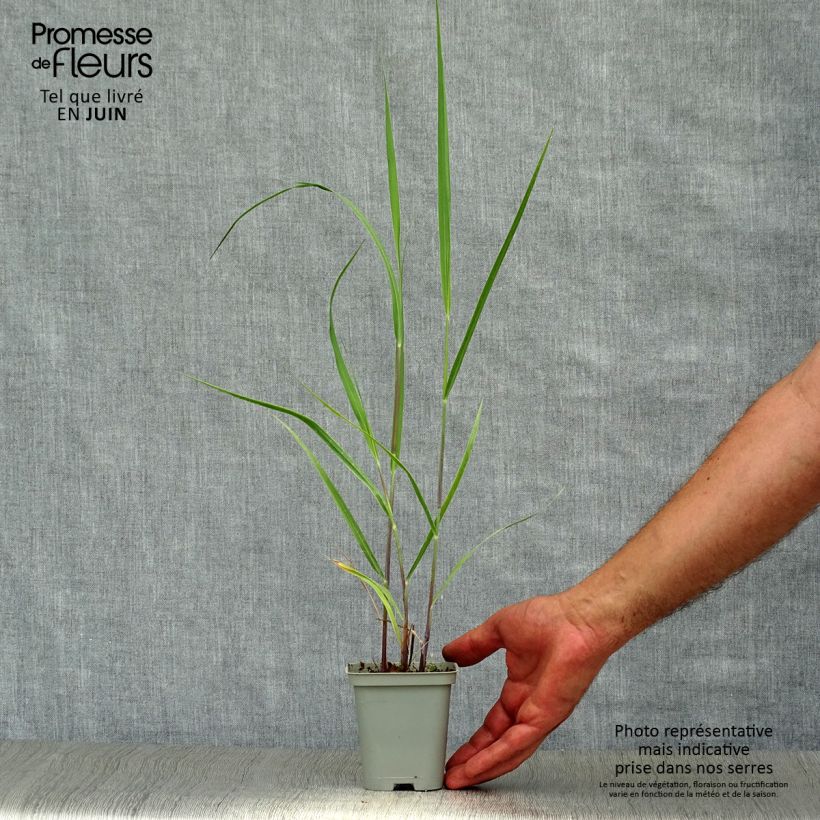 Panicum virgatum Rehbraun - Switchgrass 8/9 cm pot sample as delivered in summer