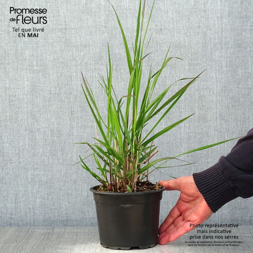Panicum virgatum Rehbraun - Switchgrass sample as delivered in spring