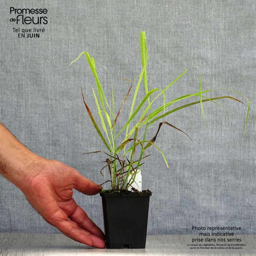 Panicum virgatum Sangria - Switchgrass 8/9 cm pot sample as delivered in summer