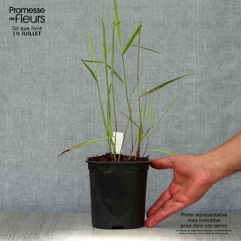 Panicum virgatum Sangria - Switchgrass 2L/3L pot sample as delivered in summer