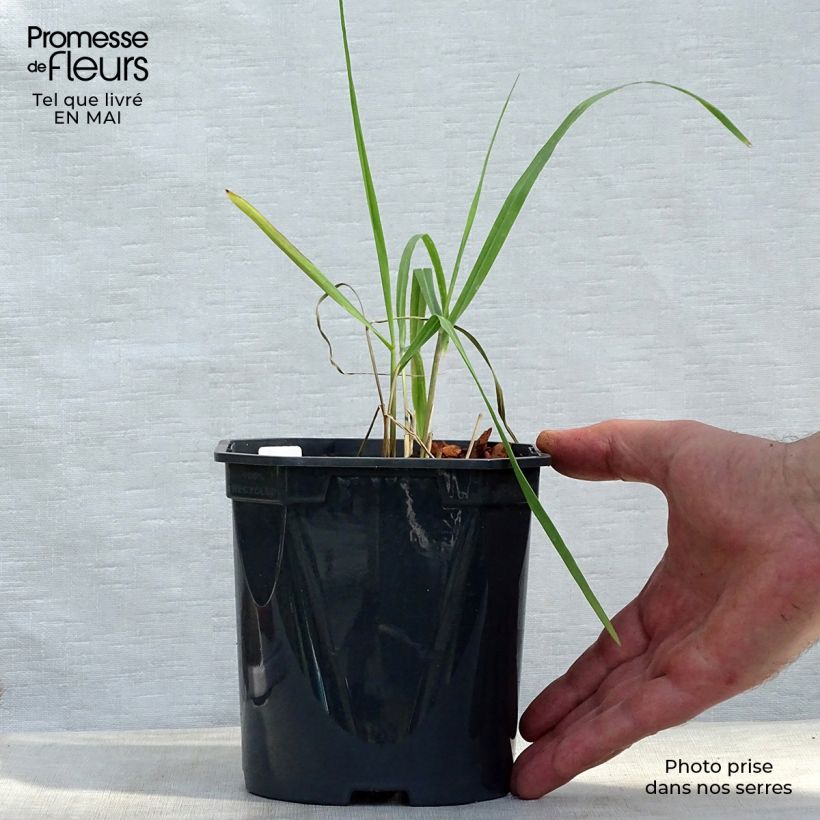 Panicum virgatum Sangria - Switchgrass sample as delivered in spring