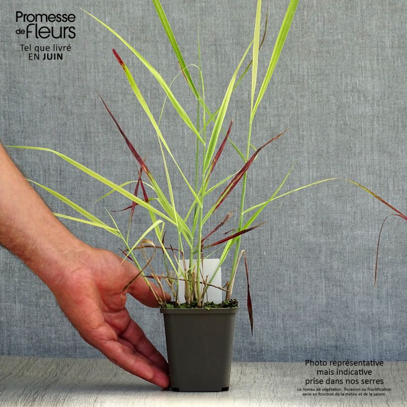 Panicum virgatum Shenandoah - Switchgrass 8/9 cm pot sample as delivered in summer