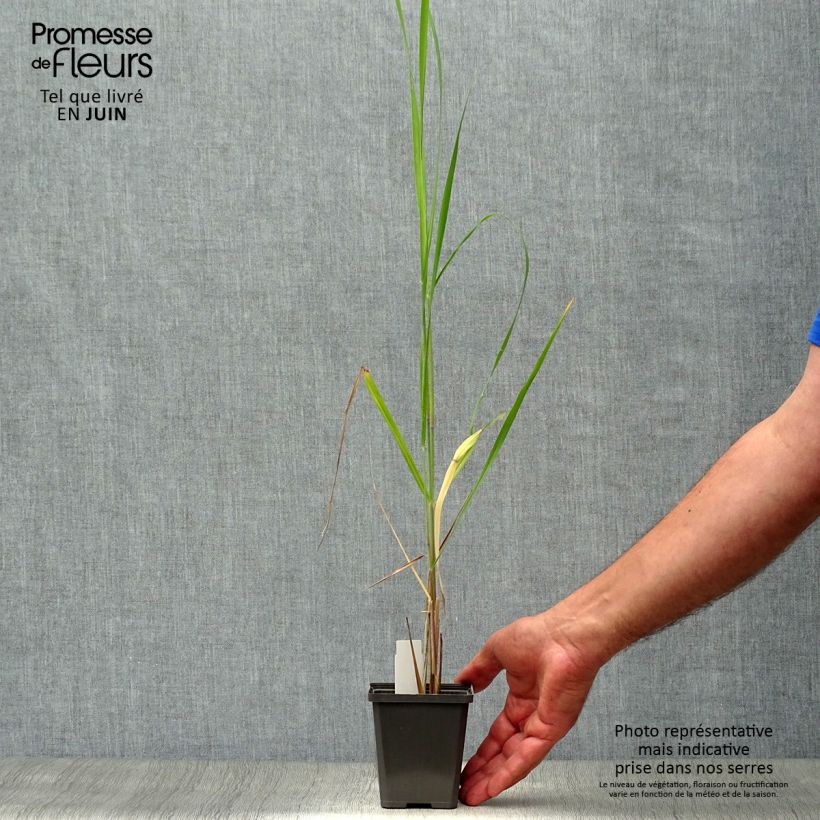Panicum virgatum Thundercloud - Switchgrass 8/9 cm pot sample as delivered in summer
