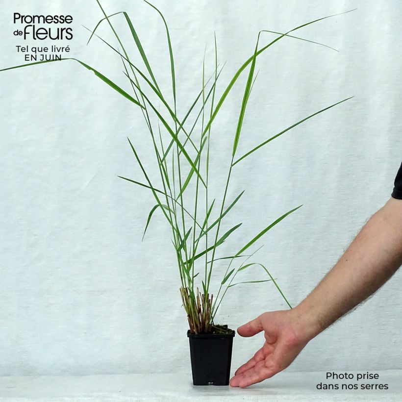 Panicum virgatum Warrior - Switchgrass 8/9 cm pot sample as delivered in summer