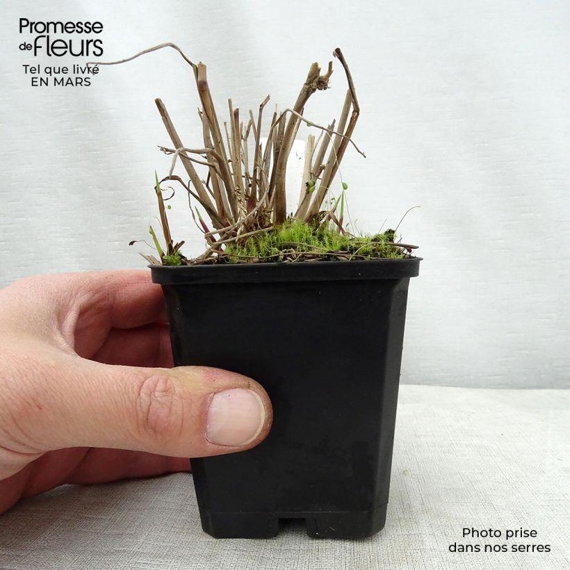 Panicum virgatum Warrior - Switchgrass sample as delivered in spring