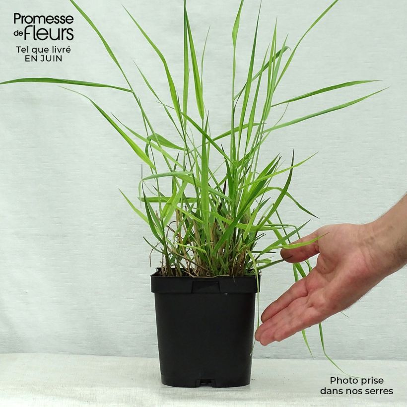 Panicum virgatum Warrior - Switchgrass 2L/3L pot sample as delivered in summer