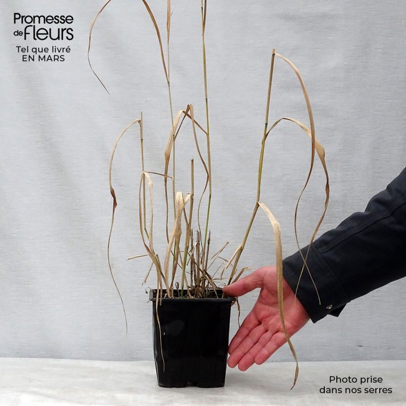 Panicum virgatum Warrior - Switchgrass sample as delivered in spring