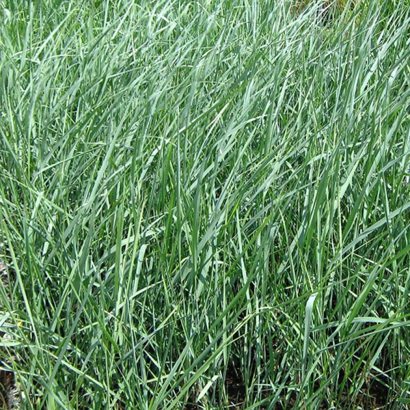 Panicum amarum (Foliage)