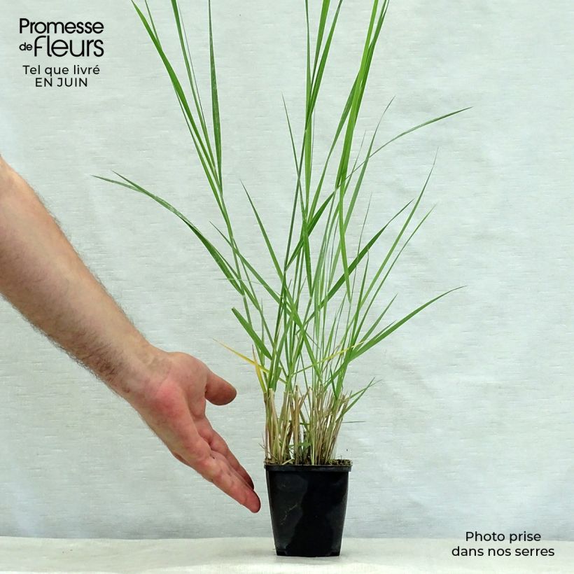 Panicum amarum 8/9 cm pot sample as delivered in summer