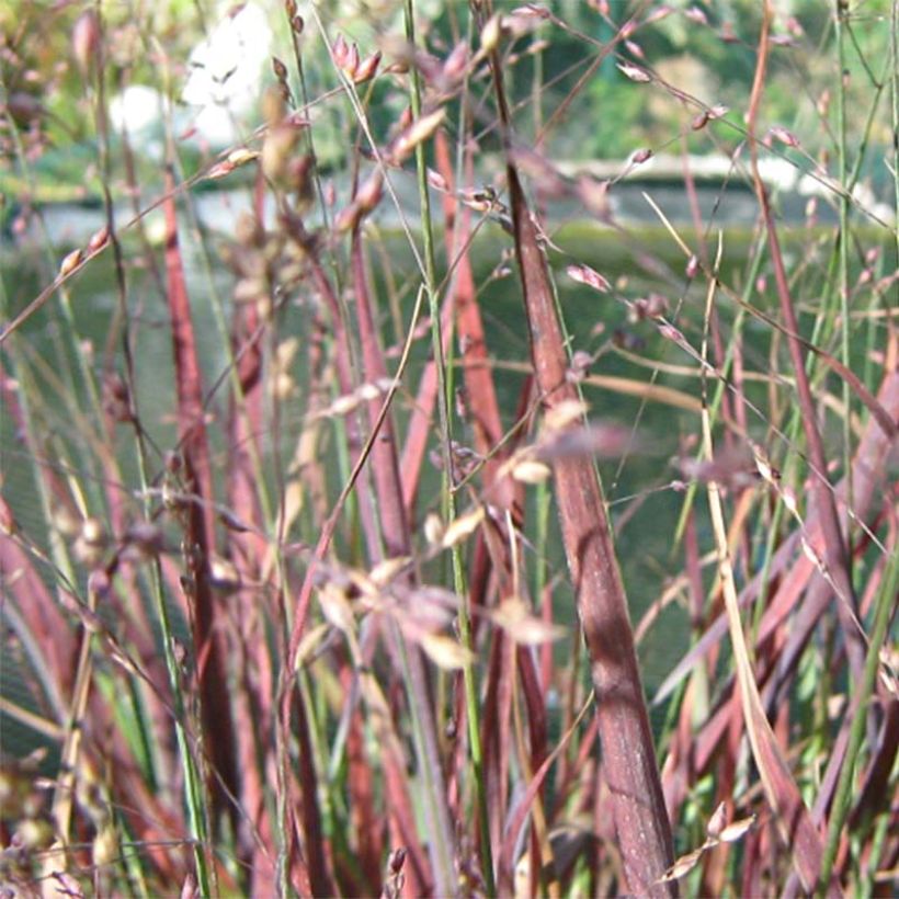 Panicum virgatum Cheyenne Sky - Switchgrass (Flowering)