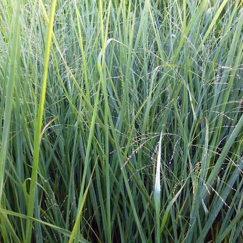 Panicum virgatum Cloud Nine - Switchgrass (Foliage)