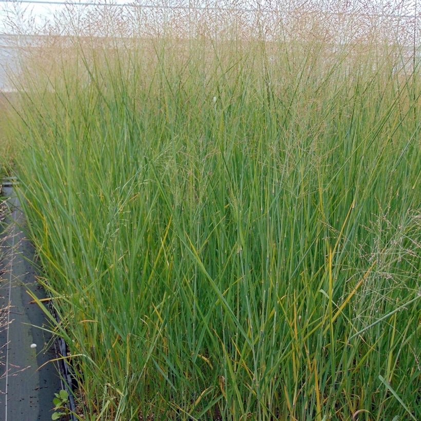 Panicum virgatum Cloud Nine - Switchgrass (Plant habit)