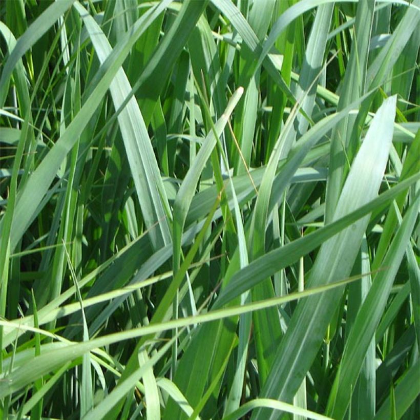 Panicum virgatum Dallas Blues - Switchgrass (Foliage)