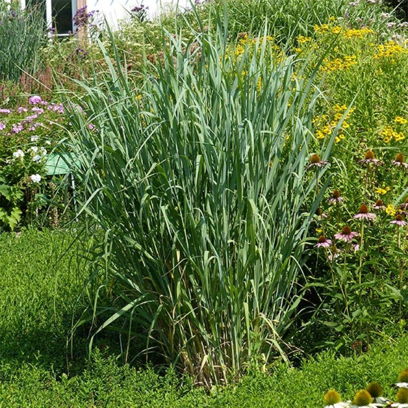 Panicum virgatum Dallas Blues - Switchgrass (Plant habit)