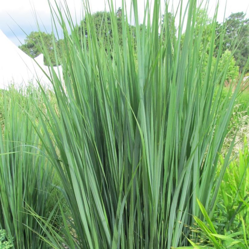 Panicum virgatum Northwind - Switchgrass (Foliage)