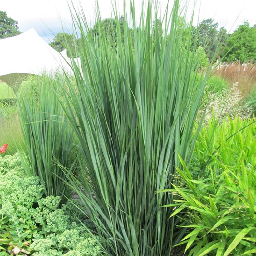 Panicum virgatum Northwind - Switchgrass (Plant habit)