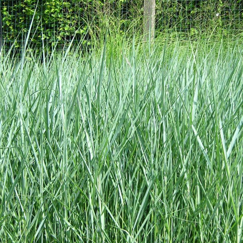 Panicum virgatum Prairie Sky - Switchgrass (Plant habit)