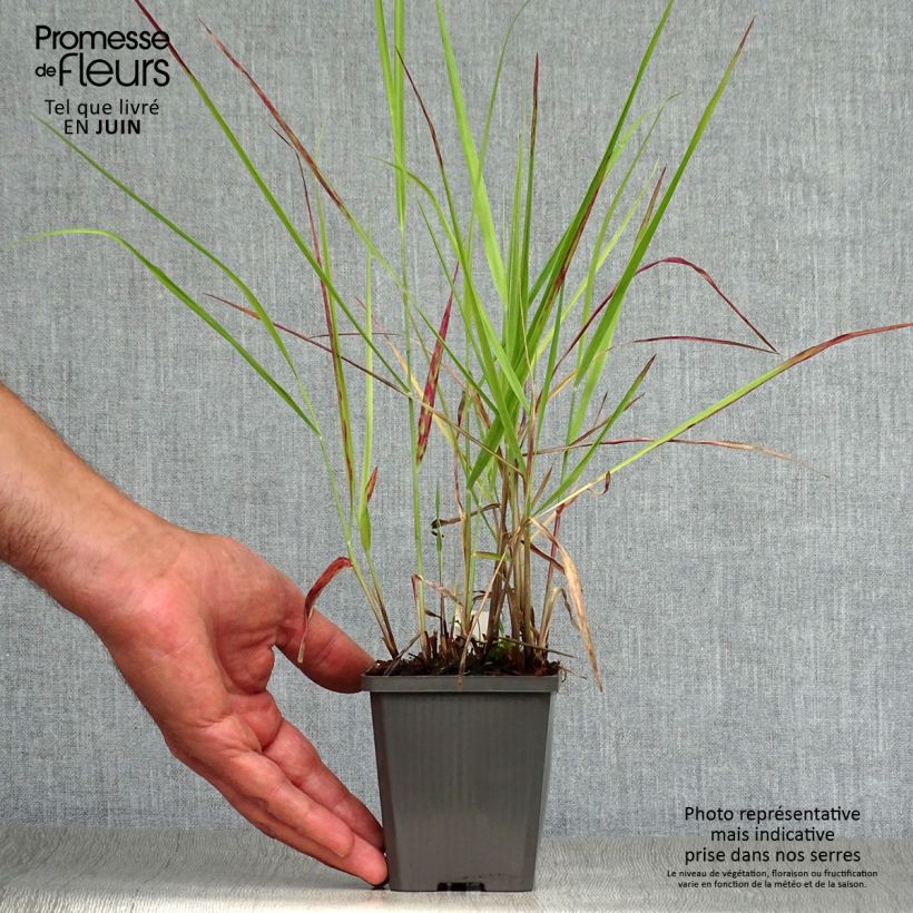 Panicum virgatum Purple Breeze - Switchgrass 8/9 cm pot sample as delivered in summer