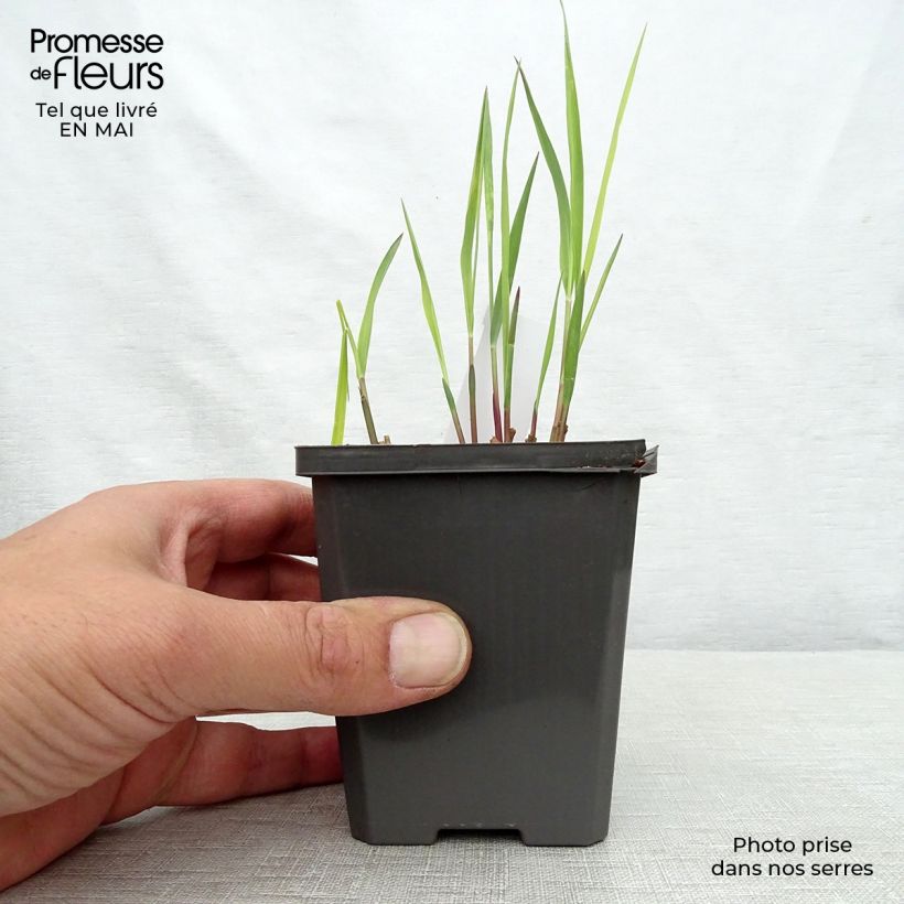 Panicum virgatum Purple Breeze - Switchgrass sample as delivered in spring
