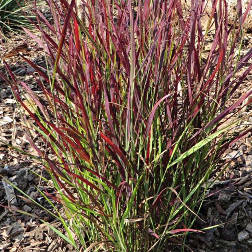 Panicum virgatum Sangria - Switchgrass (Plant habit)