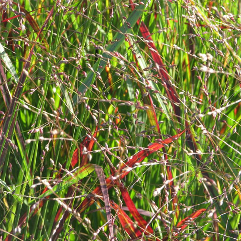 Panicum virgatum Shenandoah - Switchgrass (Flowering)