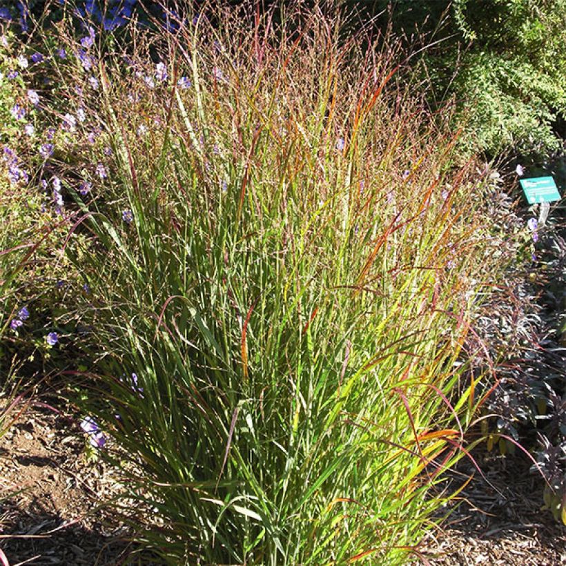 Panicum virgatum Shenandoah - Switchgrass (Plant habit)