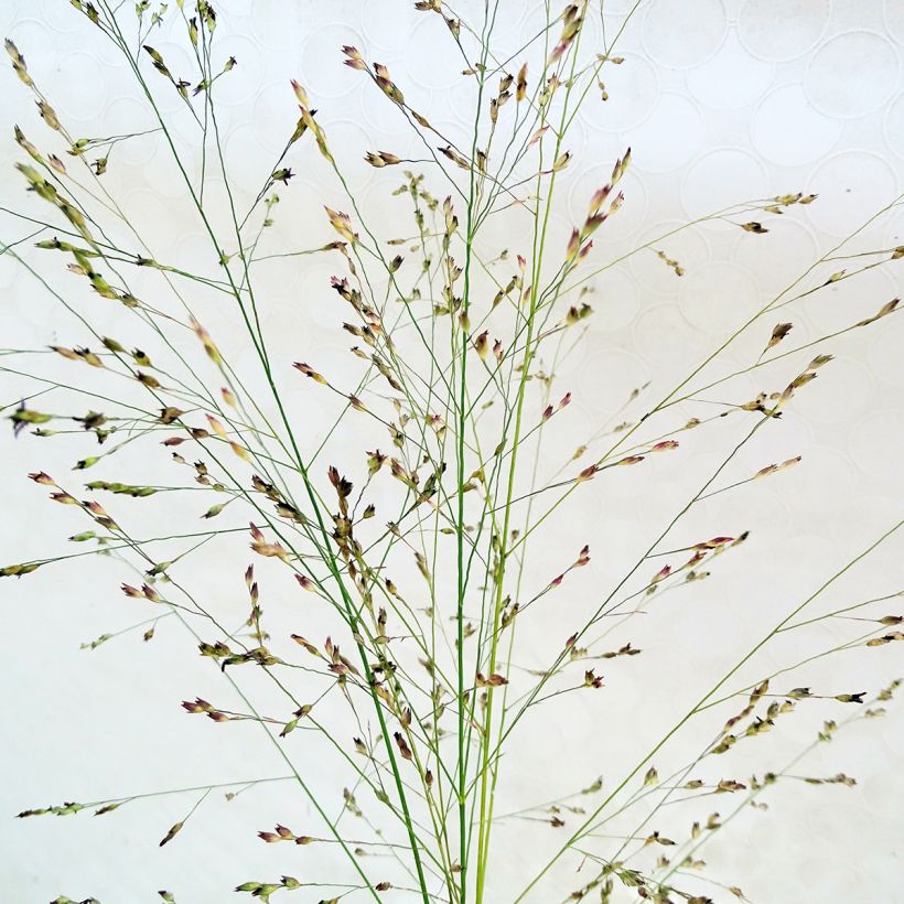 Panicum virgatum Squaw - Switchgrass (Flowering)
