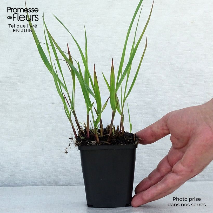 Panicum virgatum Squaw - Switchgrass 8/9 cm pot sample as delivered in summer