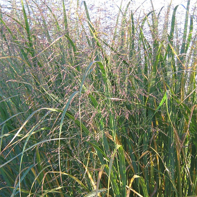 Panicum virgatum Thundercloud - Switchgrass (Flowering)