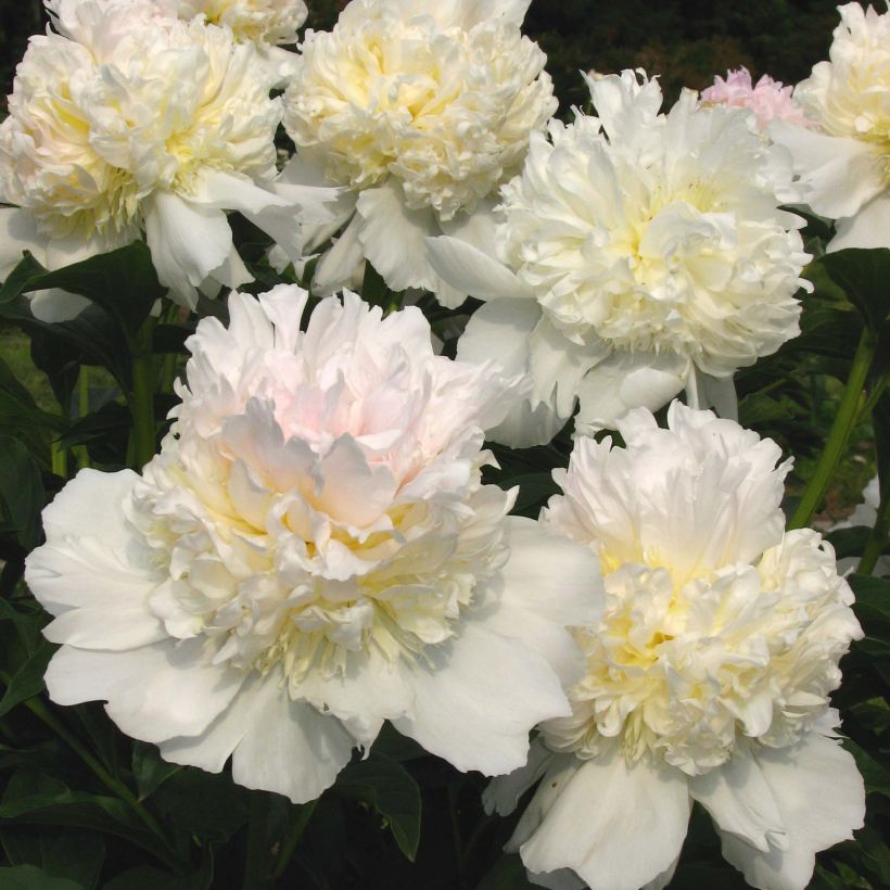 Paeonia lactiflora Top Brass (Flowering)