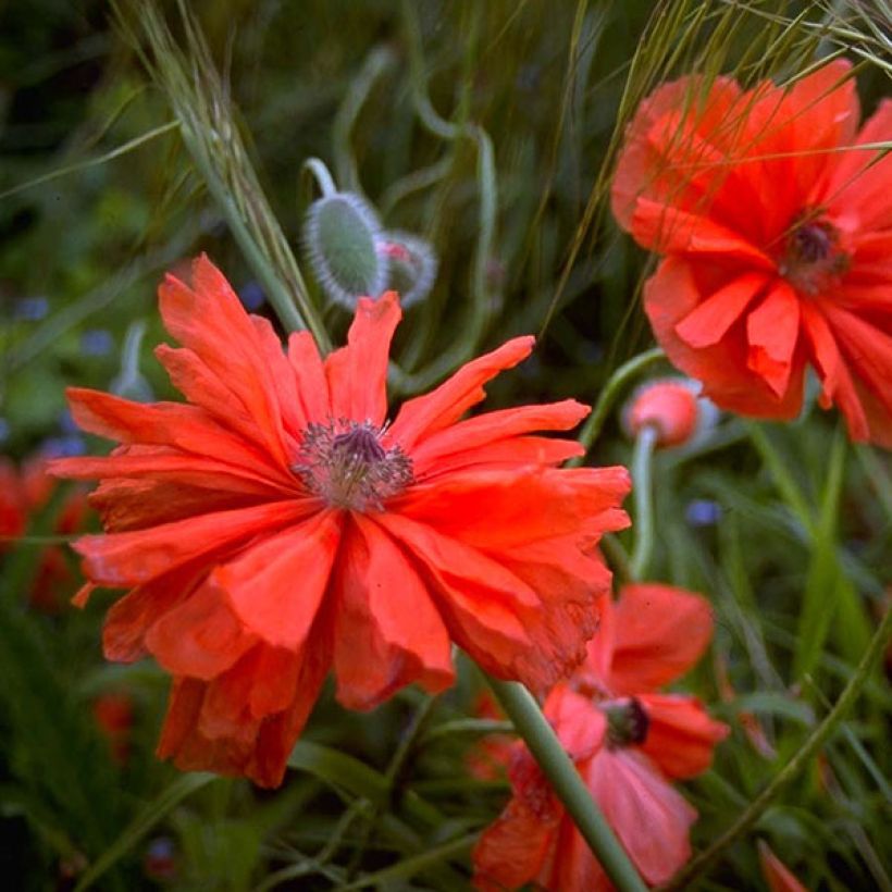Papaver orientale May Queen - Oriental Poppy (Flowering)
