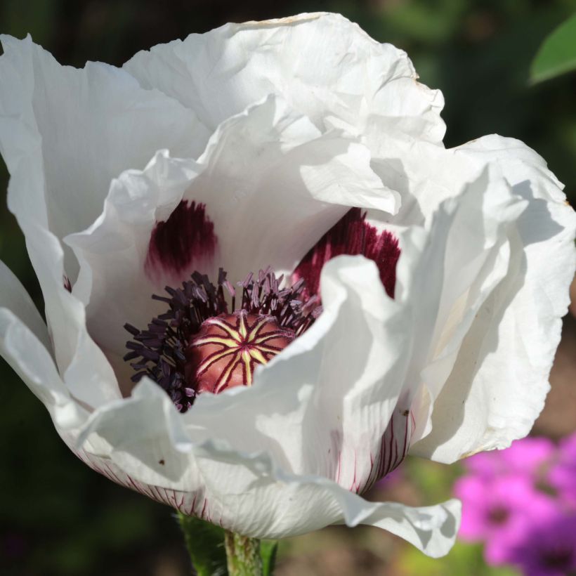 Papaver orientale Perrys White - Oriental Poppy (Flowering)