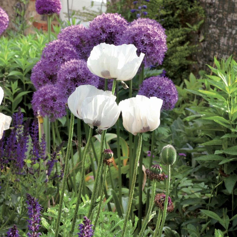 Papaver orientale Perrys White - Oriental Poppy (Plant habit)