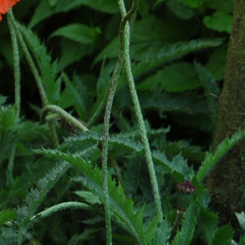 Papaver orientale Pink Ruffles - Oriental Poppy (Foliage)