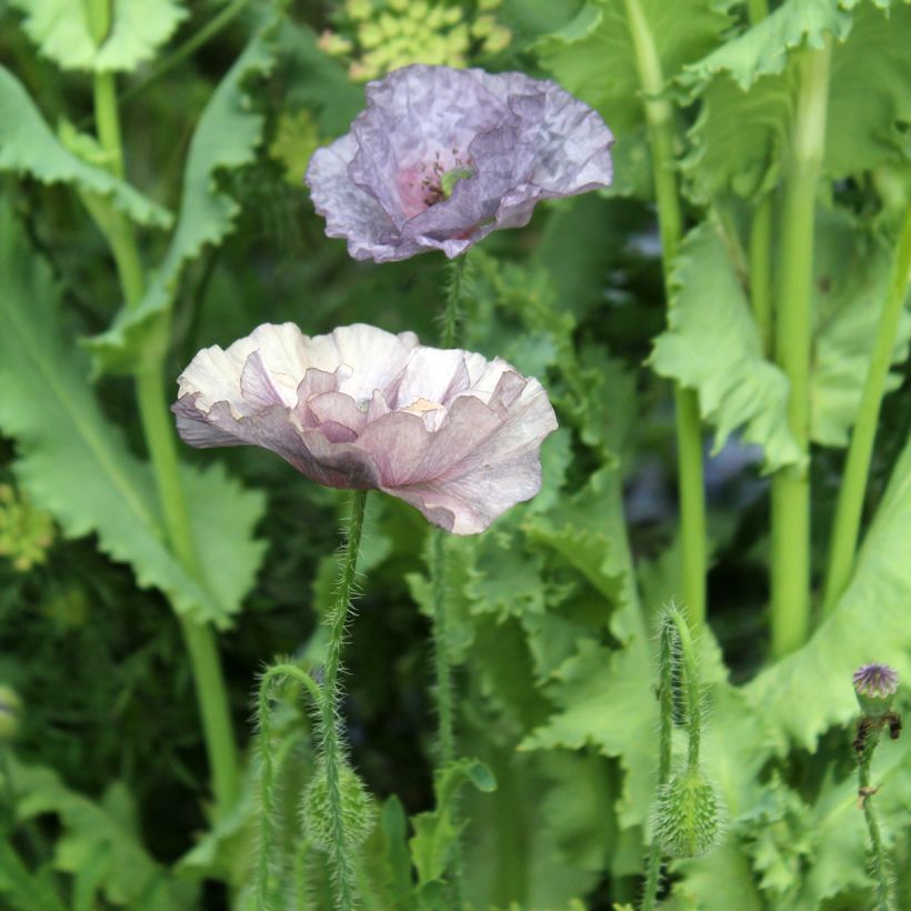 Poppy Amazing Grey Seeds - Papaver rhoeas (Flowering)