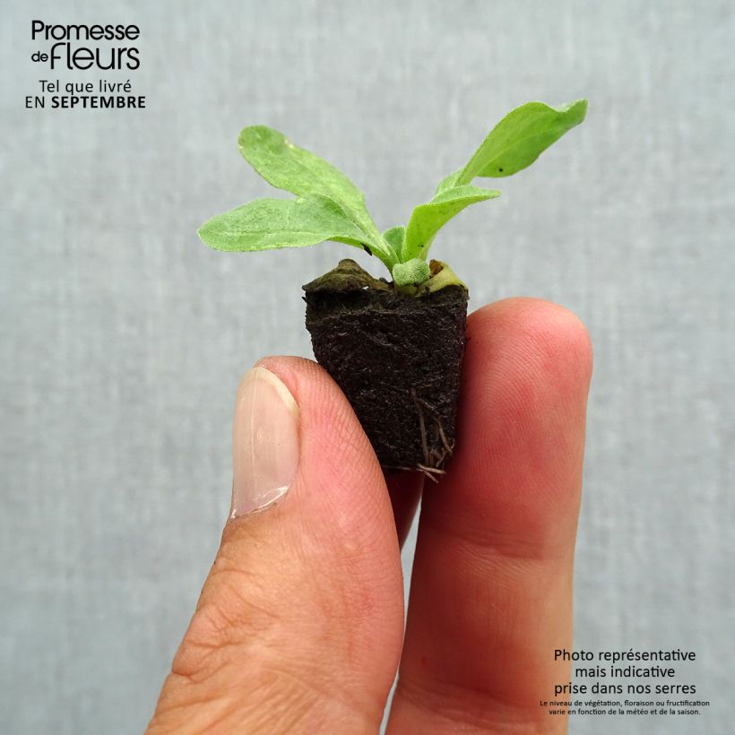 Bellis perennis Bellastar Compact Rose - Daisy Plug plant 1.5/2.5 cm sample as delivered in autumn