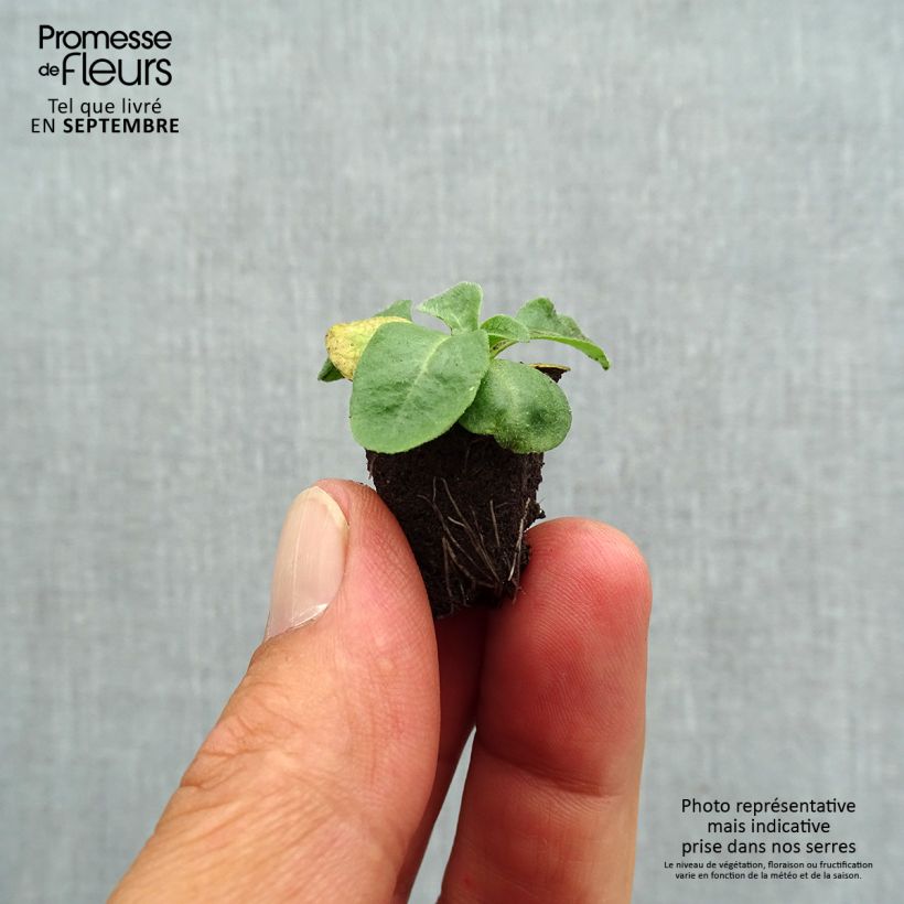 Bellis perennis Bellastar Compact White - Daisy Plug plant 1.5/2.5 cm sample as delivered in autumn