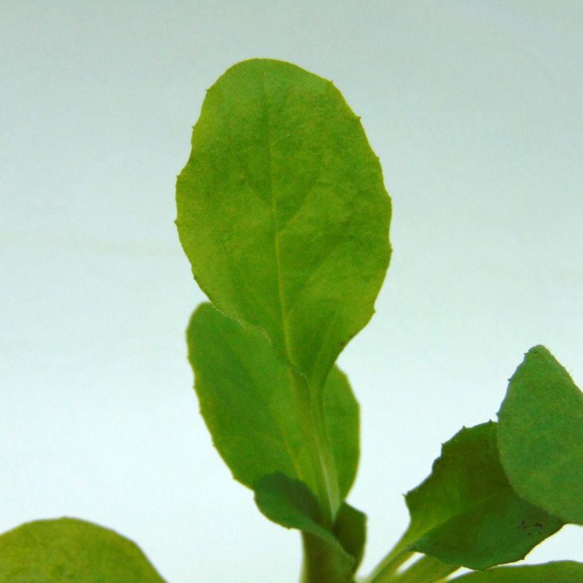 Bellis perennis Habanera - Common Daisy (Foliage)