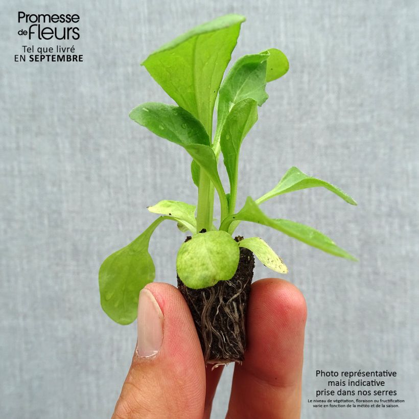 Bellis perennis Habanera - Common Daisy Plug plant 1.5/2.5 cm sample as delivered in autumn