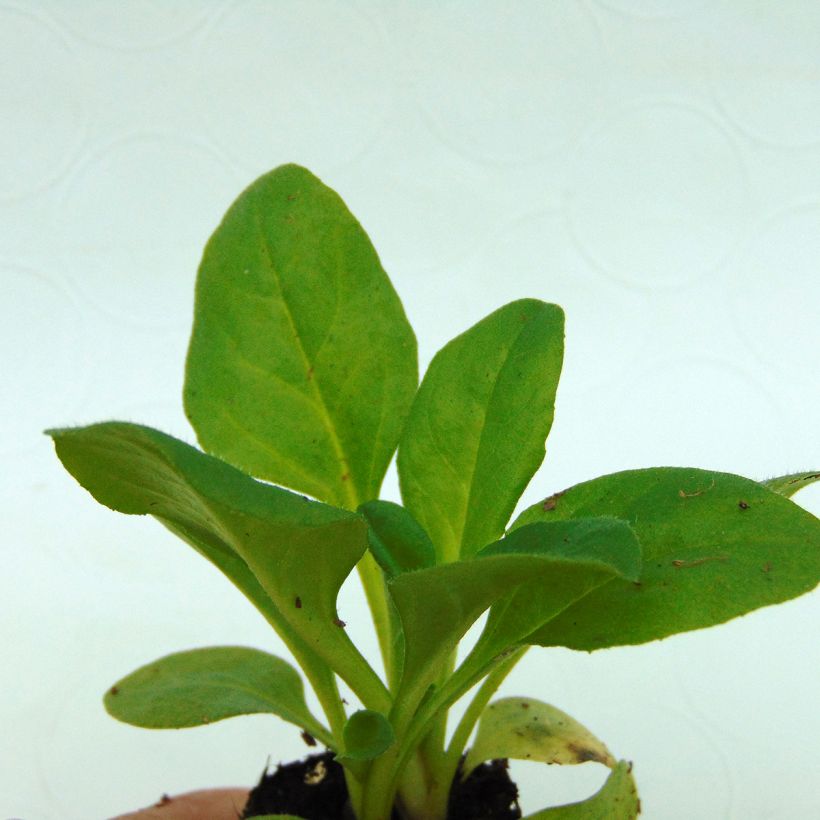 Robella Mini-motte Daisy - Bellis Perennis (Foliage)