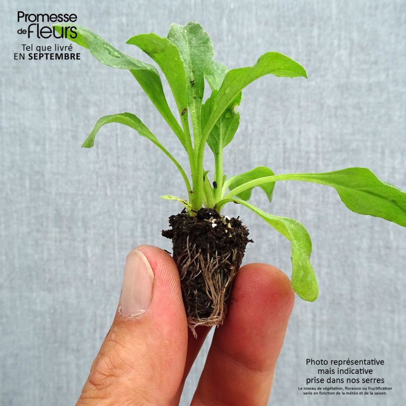 Robella Mini-motte Daisy - Bellis Perennis Plug plant 1.5/2.5 cm sample as delivered in autumn