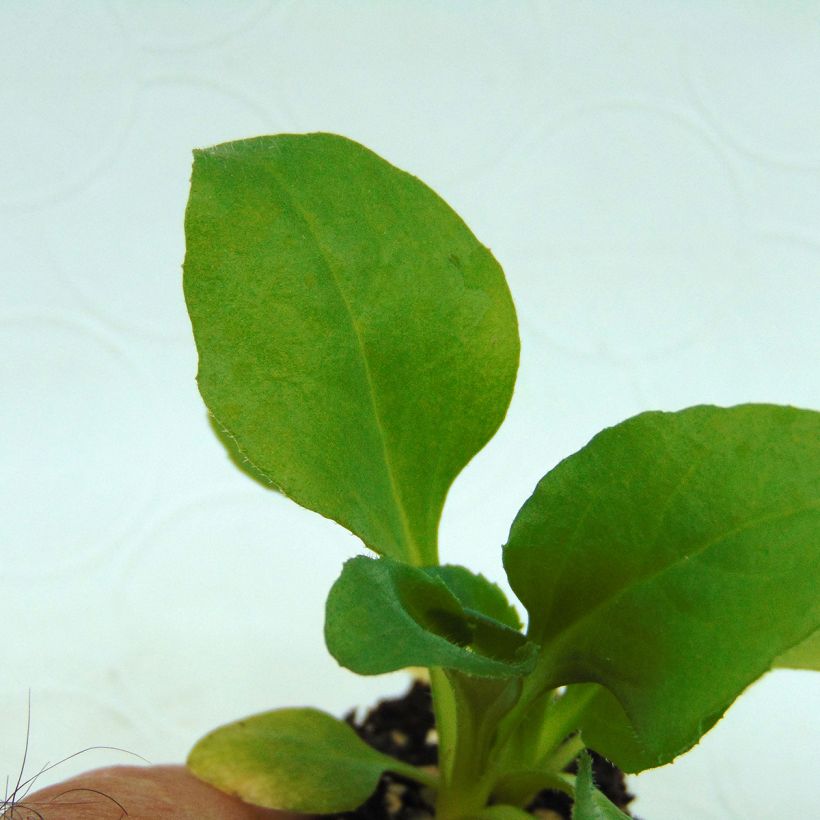 Bellis perennis Tasso Blanche - Common Daisy (Foliage)