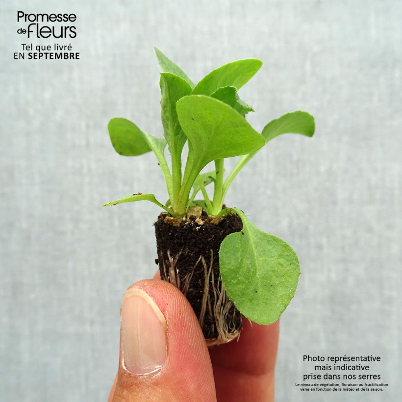 Bellis perennis Tasso Blanche - Common Daisy Plug plant 1.5/2.5 cm sample as delivered in autumn