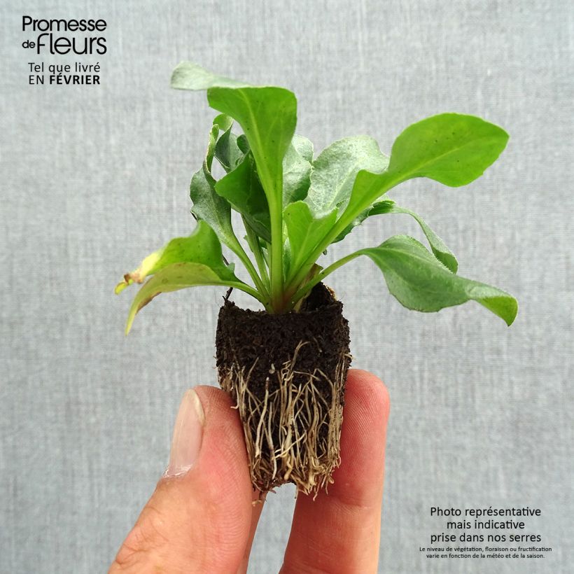 Bellis perennis Tasso Rose - Common Daisy Plug plants 3.8 x 3.2cm - Tray of 16 sample as delivered in autumn