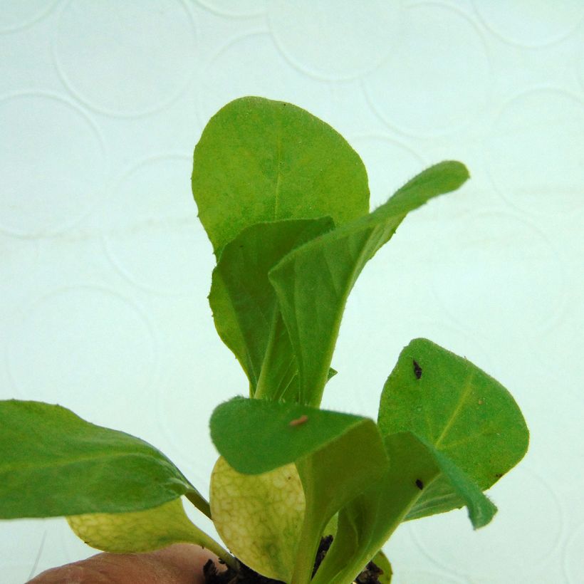 Bellis perennis Tasso Rouge - Common Daisy (Foliage)