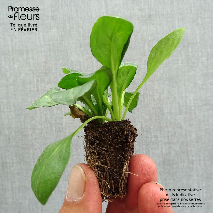 Bellis perennis Tasso Rouge - Common Daisy Plug plants 3.8 x 3.2cm - Tray of 16 sample as delivered in autumn