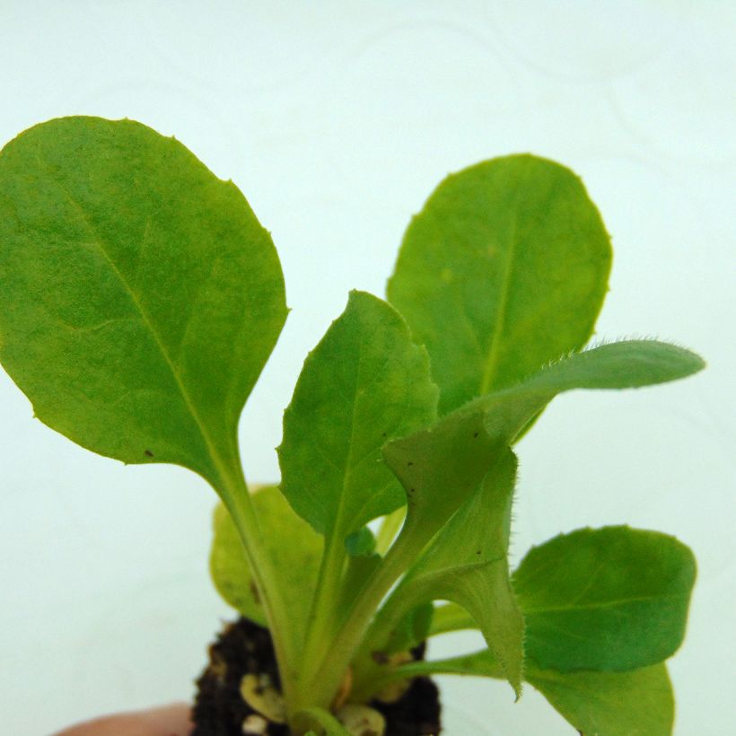 Bellis perennis Tasso Strawberries & Cream - Common Daisy (Foliage)